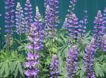 Zahradní květiny Streamside Lupina, Lupinus nachový fotografie, popis a kultivace, pěstování a charakteristiky