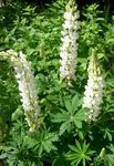 Have Blomster Streamside Lupin, Lupinus hvid Foto, beskrivelse og dyrkning, voksende og egenskaber