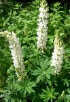 bláthanna gairdín Lupine Sruthán, Lupinus bán Photo, Cur síos agus saothrú, ag fás agus saintréithe