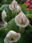 Zahradní květiny Pruhované Kobra Lilie, Čínština Jack-In-The-Kazatelna, Arisaema růžový fotografie, popis a kultivace, pěstování a charakteristiky