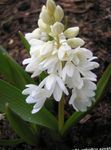 Squill Striped, Snowdrift, Stardrift Luath