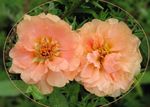 Záhradné kvety Slnko Závod, Portulaca, Ruža Mach, Portulaca grandiflora ružová fotografie, popis a pestovanie, pestovanie a vlastnosti