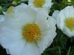 Garden Flowers Sun Plant, Portulaca, Rose Moss, Portulaca grandiflora white Photo, description and cultivation, growing and characteristics