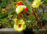 太陽植物、スベリヒユは、コケをバラ
