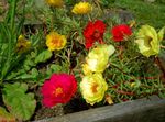 Bahçe Çiçekleri Güneş Santrali, Portulaca, Yosun Gül, Portulaca grandiflora kırmızı fotoğraf, tanım ve yetiştirme, büyüyen ve özellikleri