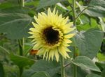 Zahradní květiny Slunečnice, Helianthus annus žlutý fotografie, popis a kultivace, pěstování a charakteristiky