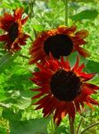 Садовые Цветы Подсолнечник однолетний, Helianthus annus бордовый Фото, описание и выращивание, выращивание и характеристика