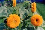 Zahradní květiny Slunečnice, Helianthus annus oranžový fotografie, popis a kultivace, pěstování a charakteristiky