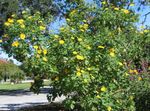 Zahradní květiny Slunečnice Strom, Strom Měsíček, Slunečnice Divoký, Mexická Slunečnice, Tithonia žlutý fotografie, popis a kultivace, pěstování a charakteristiky