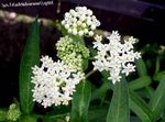 Bahçe Çiçekleri Bataklık Milkweed, Maypops, Gül Milkweed, Kırmızı Milkweed, Asclepias incarnata beyaz fotoğraf, tanım ve yetiştirme, büyüyen ve özellikleri