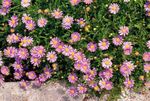 Bahçe Çiçekleri Kuğu Nehir Papatya, Brachyscome pembe fotoğraf, tanım ve yetiştirme, büyüyen ve özellikleri