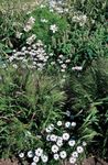 Gartenblumen Swan River Gänseblümchen, Brachyscome weiß Foto, Beschreibung und Anbau, wächst und Merkmale