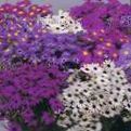 purple Flower Swan River daisy characteristics and Photo