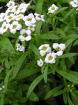 garður blóm Sætur Alyssum, Sætur Alison, Ströndina Lobularia, Lobularia maritima hvítur mynd, lýsing og ræktun, vaxandi og einkenni