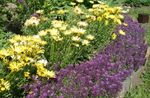 Bahçe Çiçekleri Tatlı Deliotu Tatlı Alison, Sahil Lobularia, Lobularia maritima mor fotoğraf, tanım ve yetiştirme, büyüyen ve özellikleri