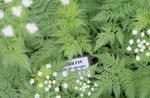 Sweet Cicely