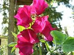Sodo Gėlės Kvapusis Pelėžirnis, Lathyrus odoratus raudonas Nuotrauka, aprašymas ir auginimas, augantis ir charakteristikos