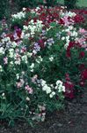 les fleurs du jardin Pois De Senteur, Lathyrus odoratus blanc Photo, la description et la culture du sol, un cultivation et les caractéristiques