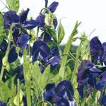 плави Цвет Шпанска Грахорица карактеристике и фотографија
