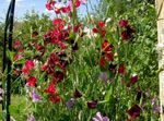 Trädgårdsblommor Luktärten, Lathyrus odoratus vinous Fil, beskrivning och uppodling, odling och egenskaper