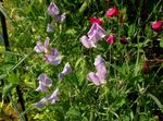 Trädgårdsblommor Luktärten, Lathyrus odoratus lila Fil, beskrivning och uppodling, odling och egenskaper