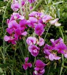 Zahradní květiny Sladký Hrášek, Věčný Hrášek, Lathyrus latifolius růžový fotografie, popis a kultivace, pěstování a charakteristiky