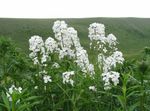 Have Blomster Sød Raket, Dame S Raket, Hesperis hvid Foto, beskrivelse og dyrkning, voksende og egenskaber