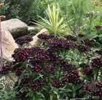 Vrtno Cvetje Sweet William, Dianthus barbatus črna fotografija, opis in gojenje, rast in značilnosti