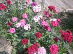 Vrtno Cvetje Sweet William, Dianthus barbatus roza fotografija, opis in gojenje, rast in značilnosti