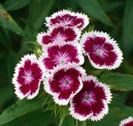 Garden Flowers Sweet William, Dianthus barbatus burgundy Photo, description and cultivation, growing and characteristics
