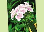 Vrtno Cvetje Sweet William, Dianthus barbatus bela fotografija, opis in gojenje, rast in značilnosti