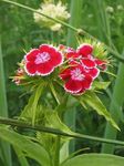 Vrtno Cvetje Sweet William, Dianthus barbatus rdeča fotografija, opis in gojenje, rast in značilnosti