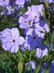 Bahçe Çiçekleri Sweet-William Catchfly, Hiçbiri-So-Güzel, Cennet Gül, Silene armeria, Silene coeli-rosa leylak fotoğraf, tanım ve yetiştirme, büyüyen ve özellikleri