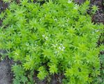 ტკბილი Woodruff, ჩვენი ლედის მაქმანი, Sweetscented Bedstraw