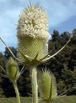 garður blóm Teasel, Dipsacus hvítur mynd, lýsing og ræktun, vaxandi og einkenni