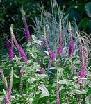庭の花 Teucrium パープル フォト, 説明 と 栽培, 成長 と 特性