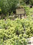 Vrtne Cvjetovi Teucrium žuta Foto, opis i uzgajanje, uzgoj i karakteristike