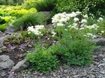 Flores do Jardim Thalictrum Petaloideum branco foto, descrição e cultivo, crescente e características