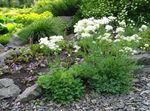 Thalictrum petaloideum