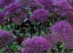 Gradina Flori Throatwort, Trachelium violet fotografie, descriere și cultivare, în creștere și caracteristici