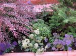 Vrtno Cvetje Throatwort, Trachelium lila fotografija, opis in gojenje, rast in značilnosti