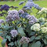 Vrtne Cvjetovi Throatwort, Trachelium svijetlo plava Foto, opis i uzgajanje, uzgoj i karakteristike