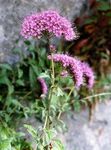 Have Blomster Throatwort, Trachelium pink Foto, beskrivelse og dyrkning, voksende og egenskaber