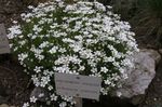 Thymeleaf Sandwort, Irish Moss, Sandwort