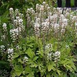 庭の花 Tiarella、泡の花 ホワイト フォト, 説明 と 栽培, 成長 と 特性