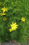Λουλούδια κήπου Tickseed, Coreopsis κίτρινος φωτογραφία, περιγραφή και καλλιέργεια, φυτοκομεία και χαρακτηριστικά