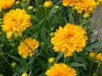 Zahradní květiny Tickseed, Coreopsis žlutý fotografie, popis a kultivace, pěstování a charakteristiky