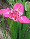  Tygr Květina, Mexická Shell Květina, Tigridia pavonia růžový fotografie, popis a kultivace, pěstování a charakteristiky