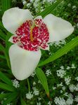  Tygr Květina, Mexická Shell Květina, Tigridia pavonia bílá fotografie, popis a kultivace, pěstování a charakteristiky