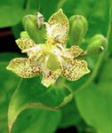 Trädgårdsblommor Padda Lilja, Tricyrtis gul Fil, beskrivning och uppodling, odling och egenskaper